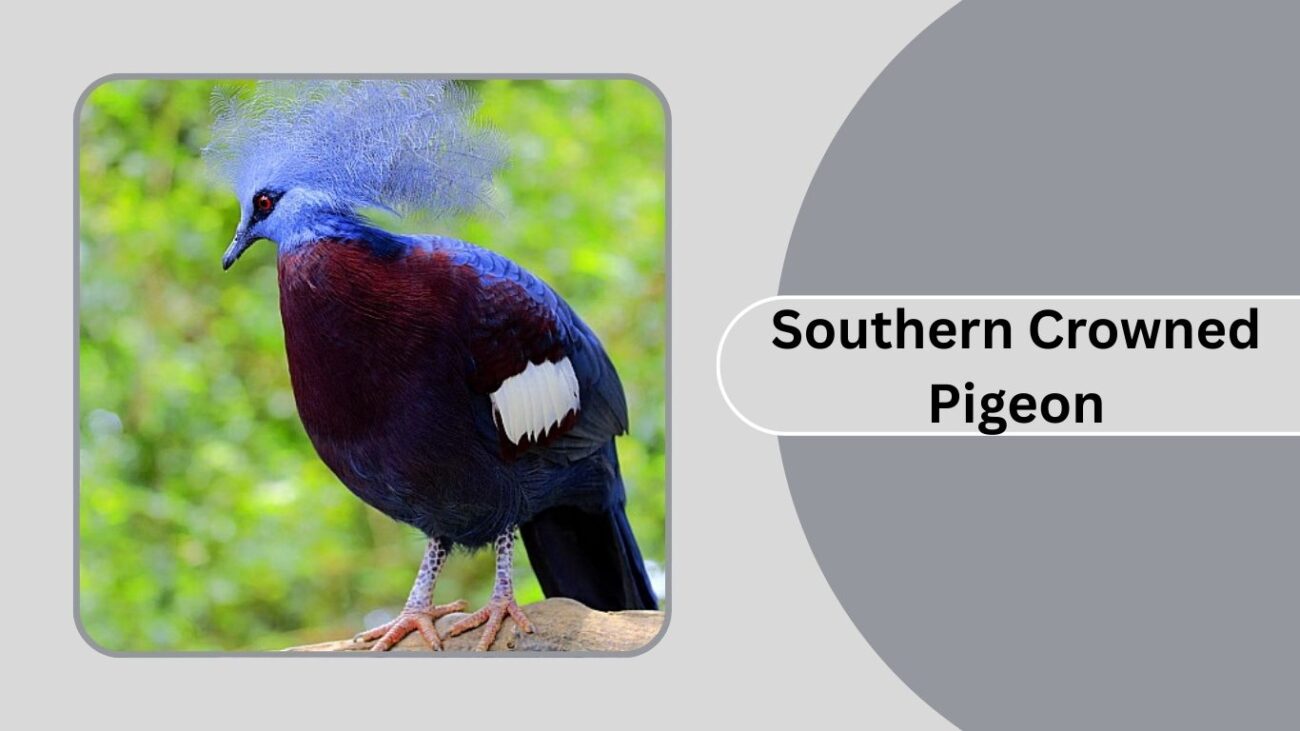  Southern Crowned Pigeon