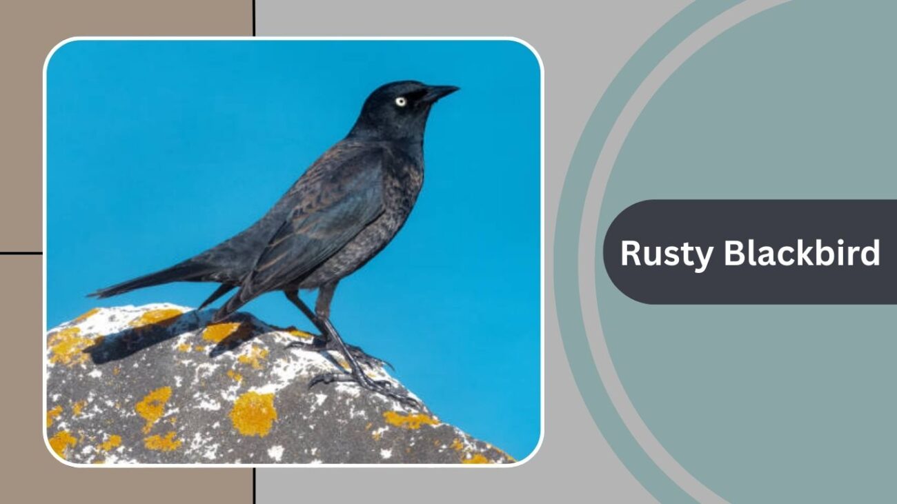 Rusty Blackbird