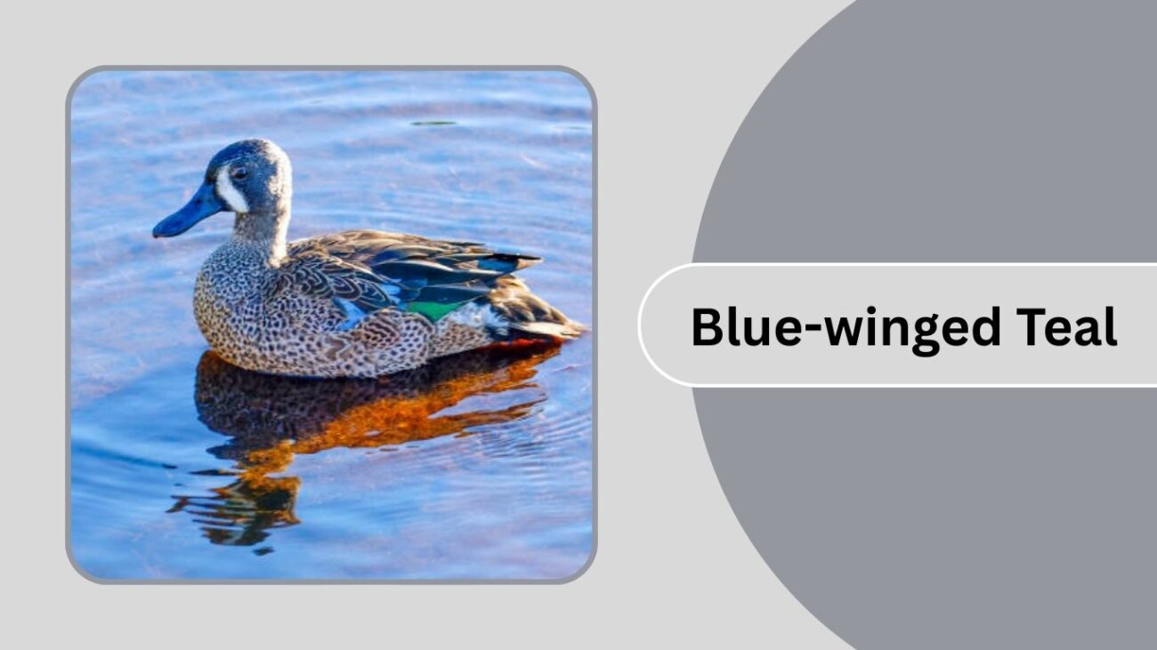 Blue-winged Teal