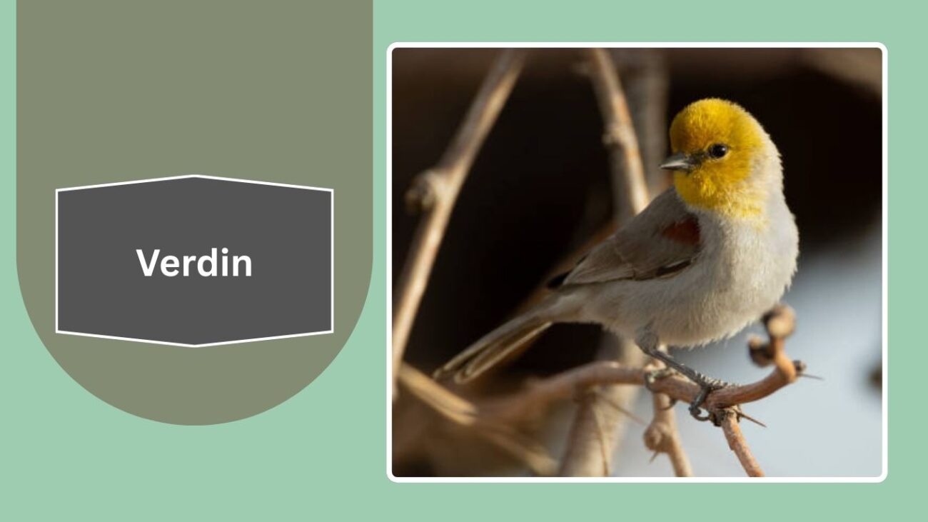 Verdin