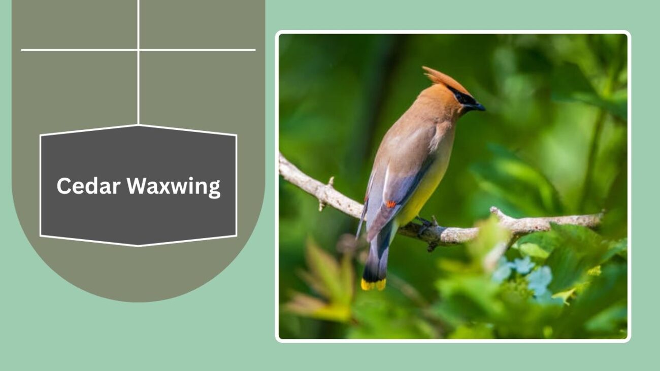  Cedar Waxwing