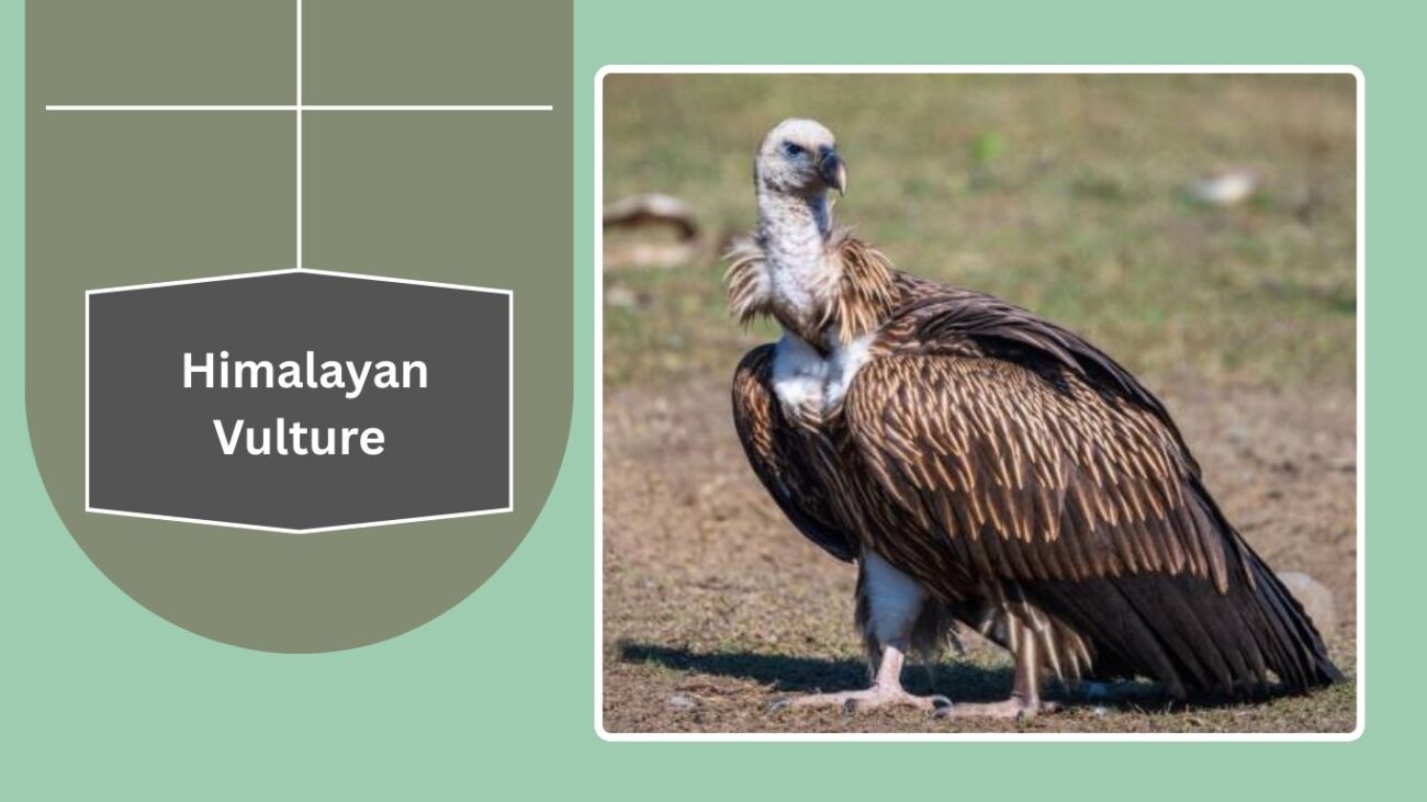 Himalayan Vulture