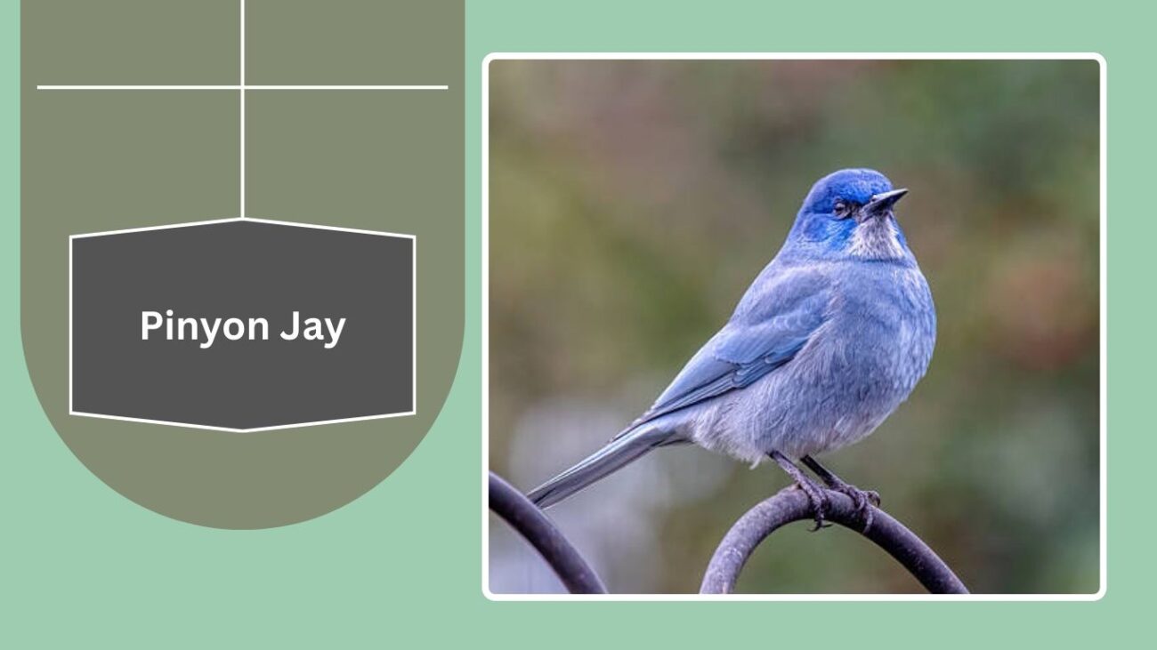 Pinyon Jay
