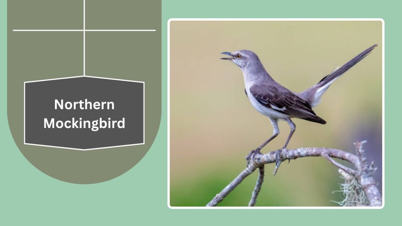 Northern Mockingbird