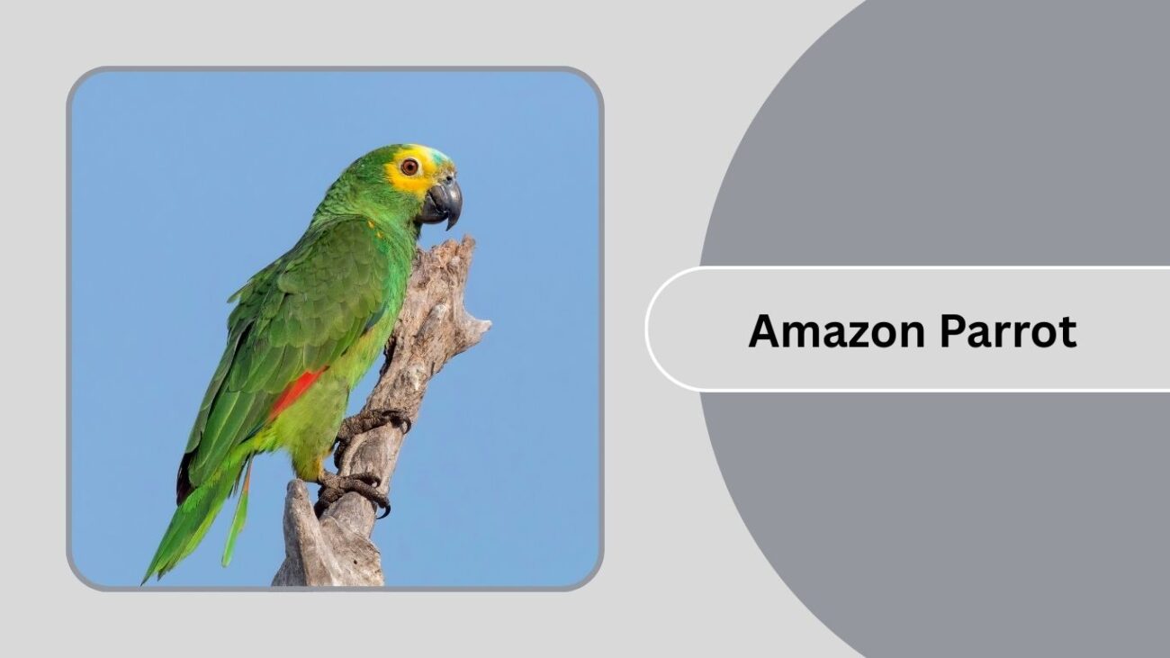 Amazon Parrot