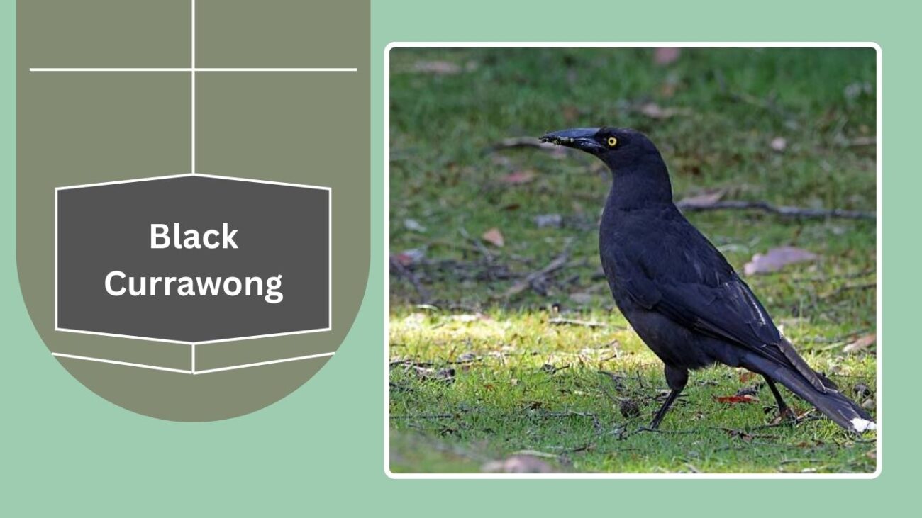  Black Currawong