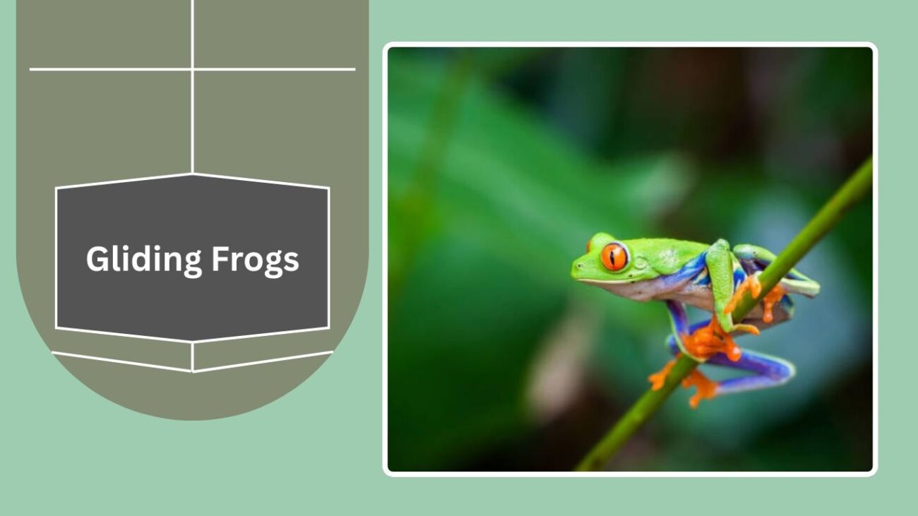 Gliding Frogs