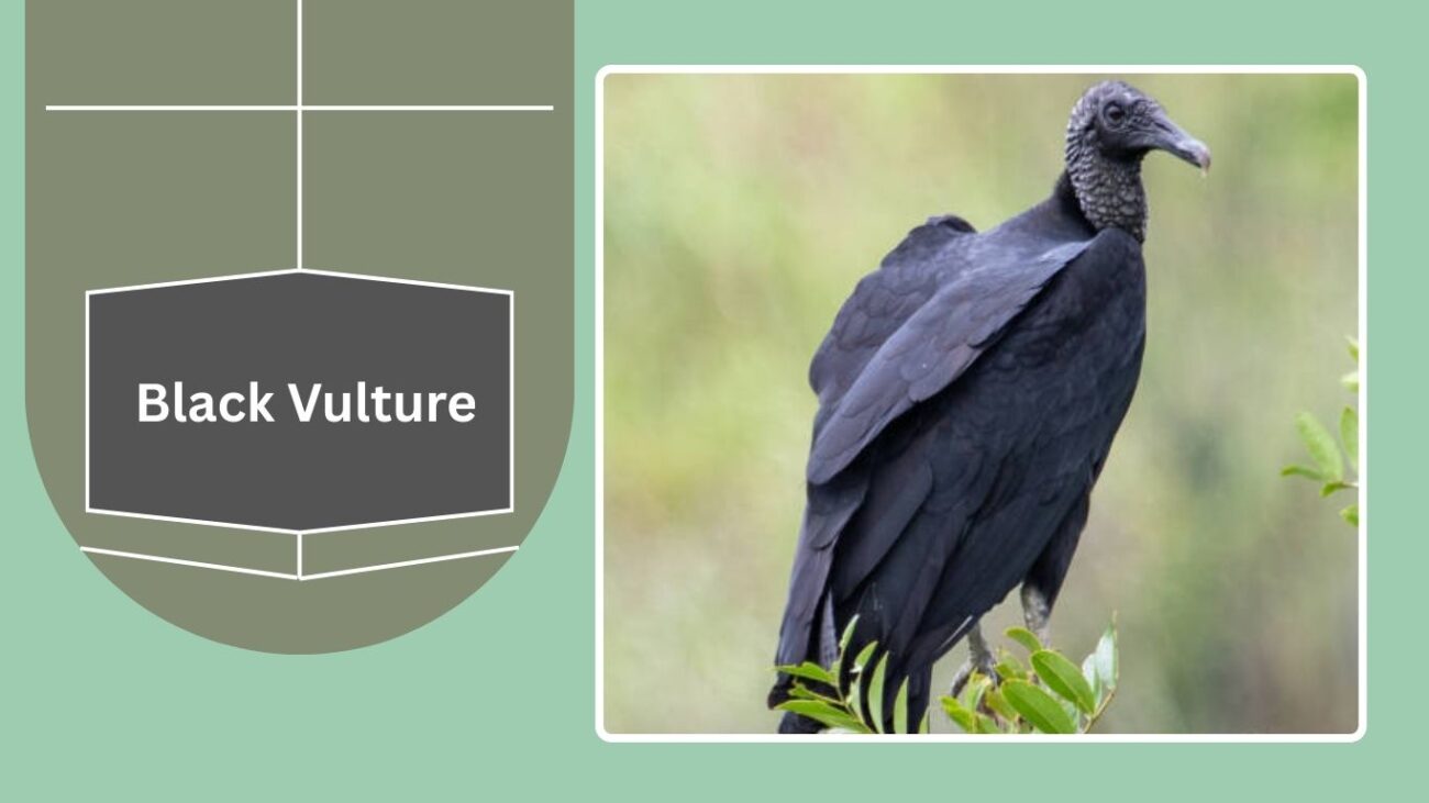 Black Vulture