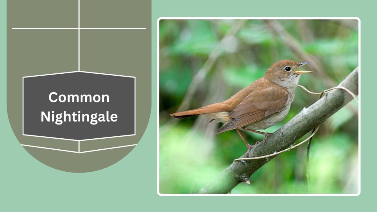 Common Nightingale