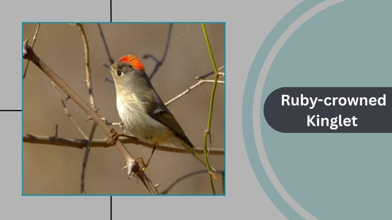 Ruby-crowned Kinglet