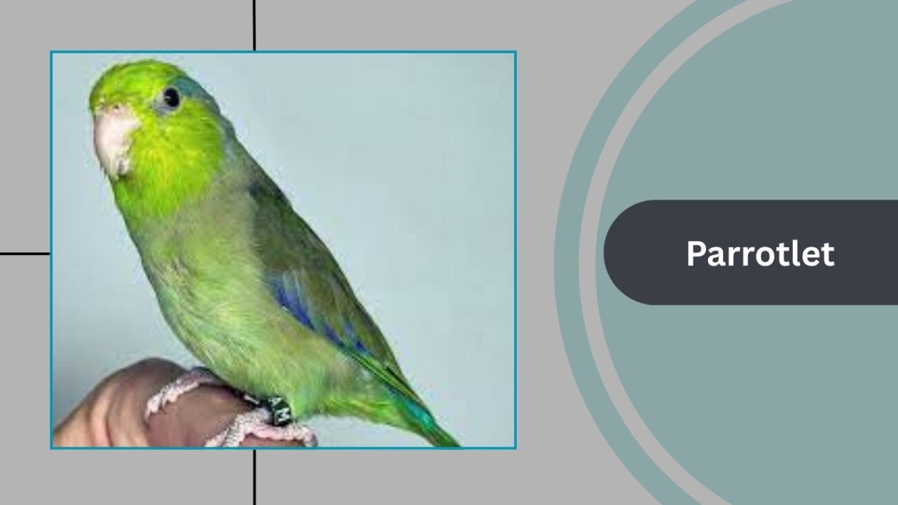 Parrotlet