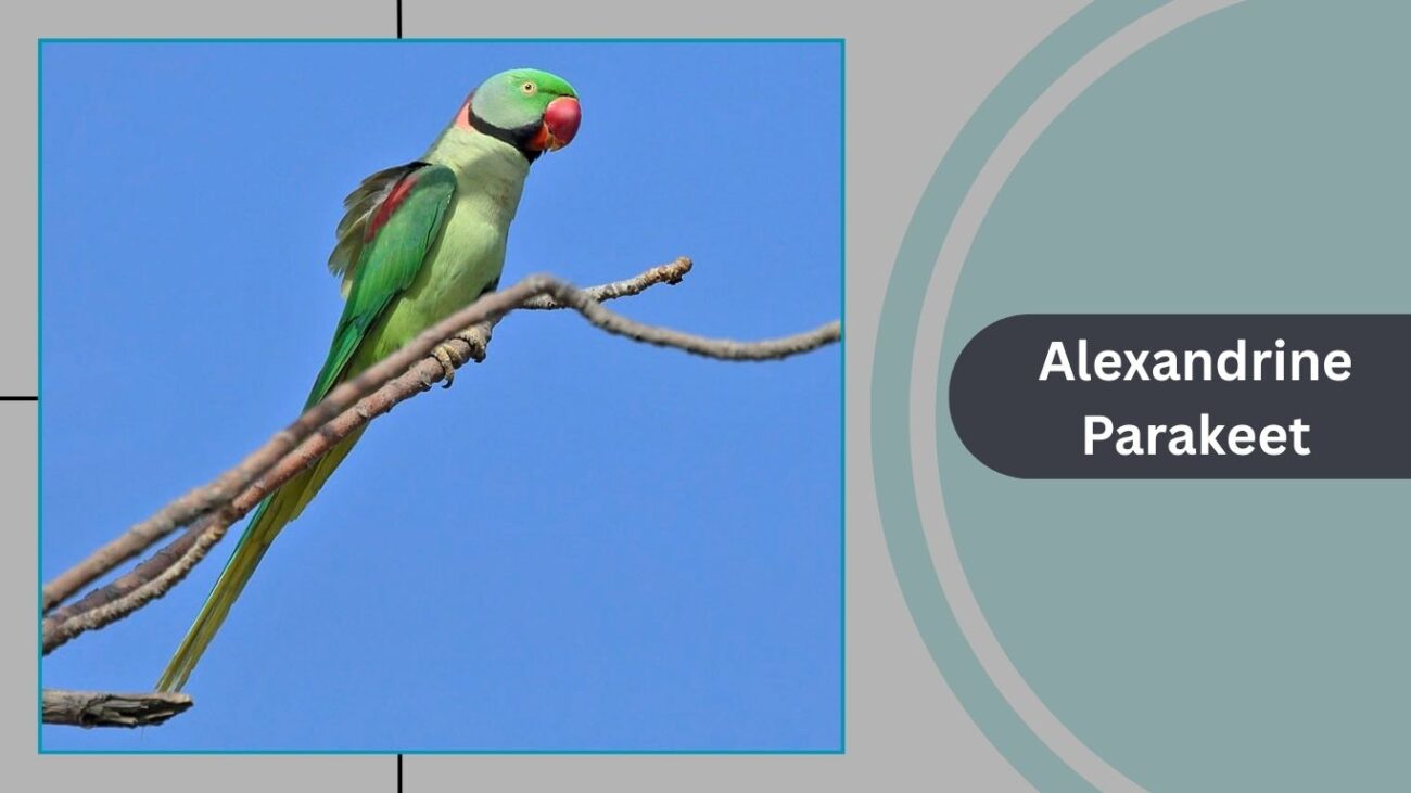 Alexandrine Parakeet