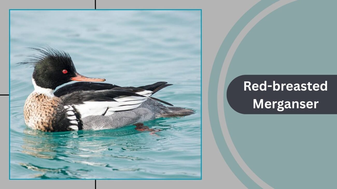 Red-breasted Merganser