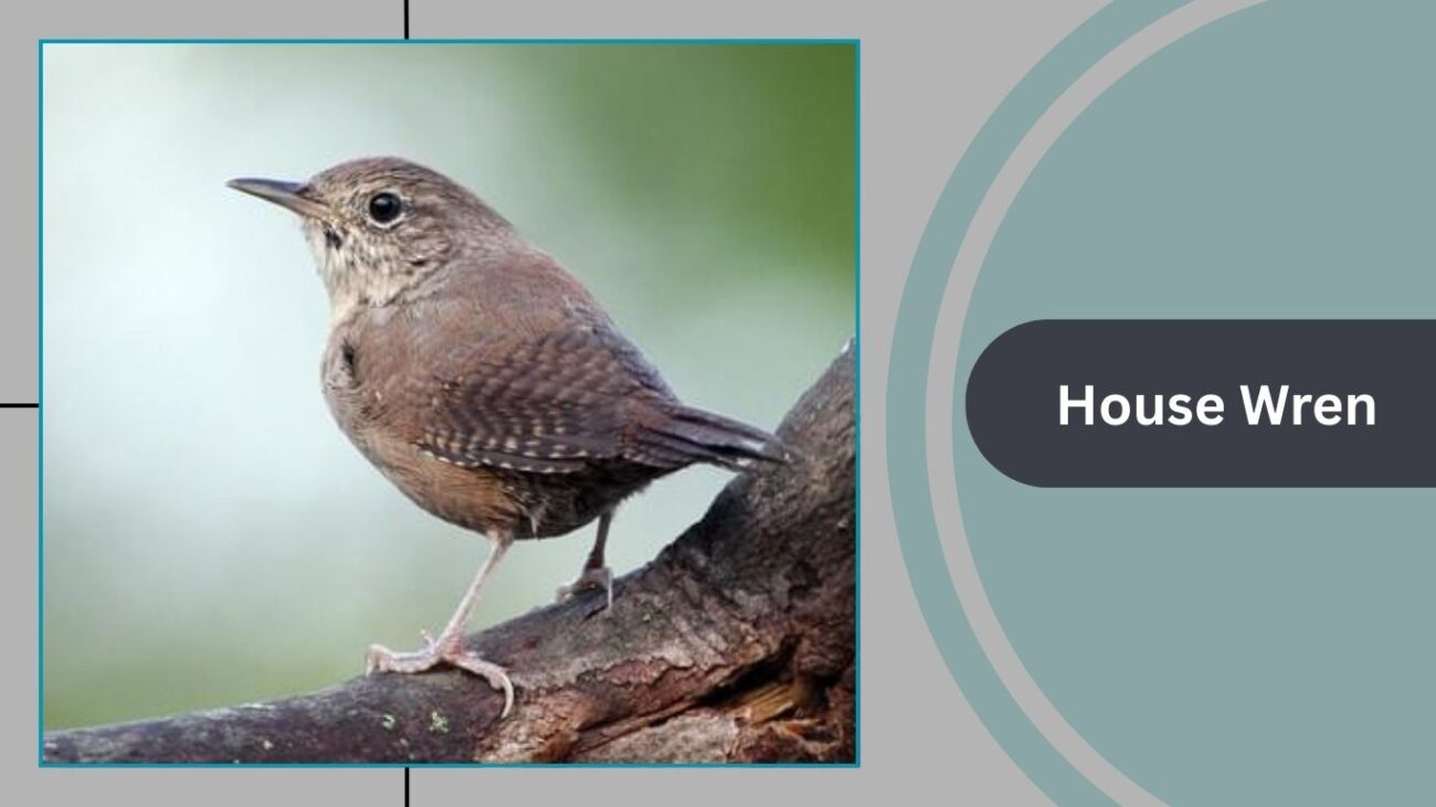 House Wren