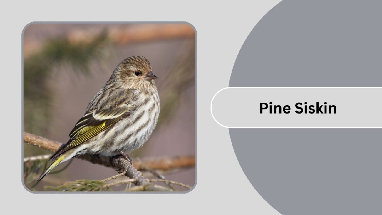  Pine Siskin