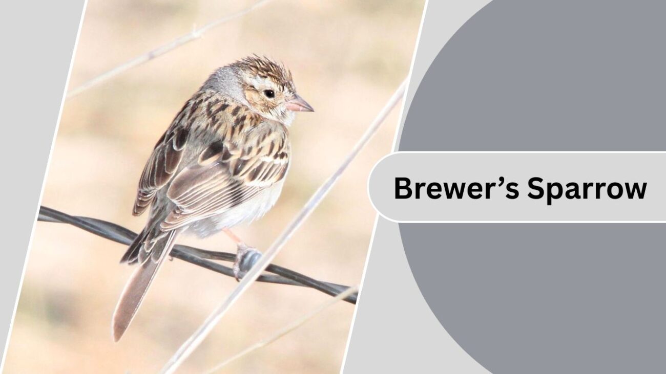 Brewer’s Sparrow