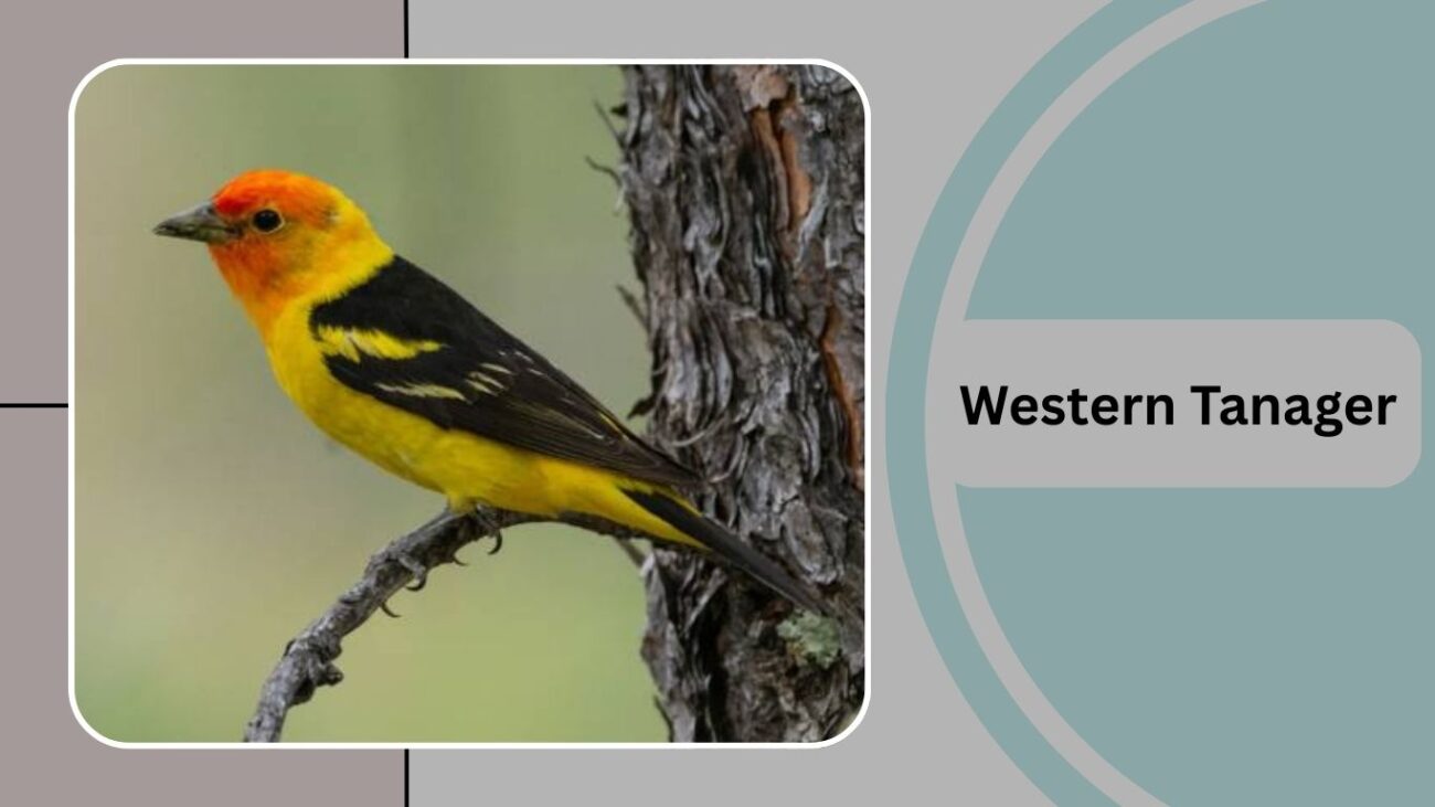 Western Tanager