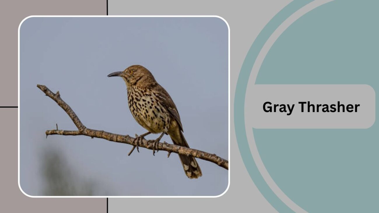 Gray Thrasher