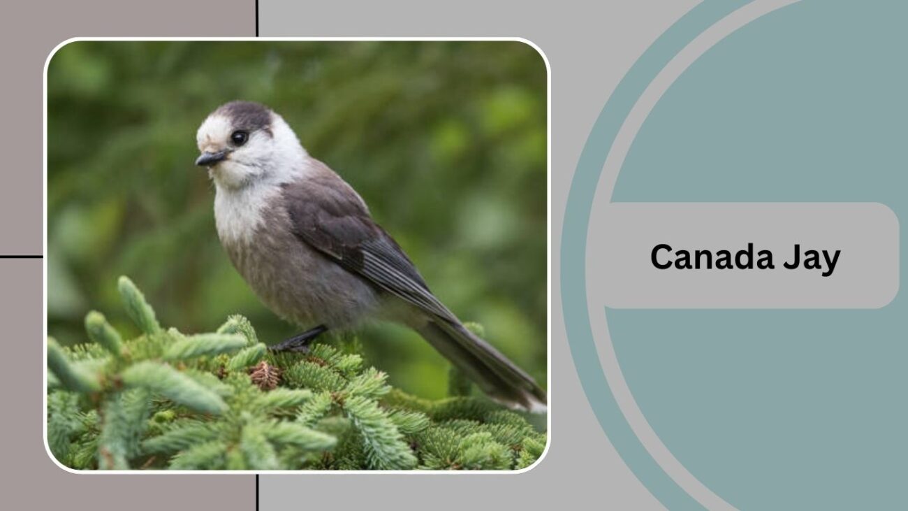 Canada Jay