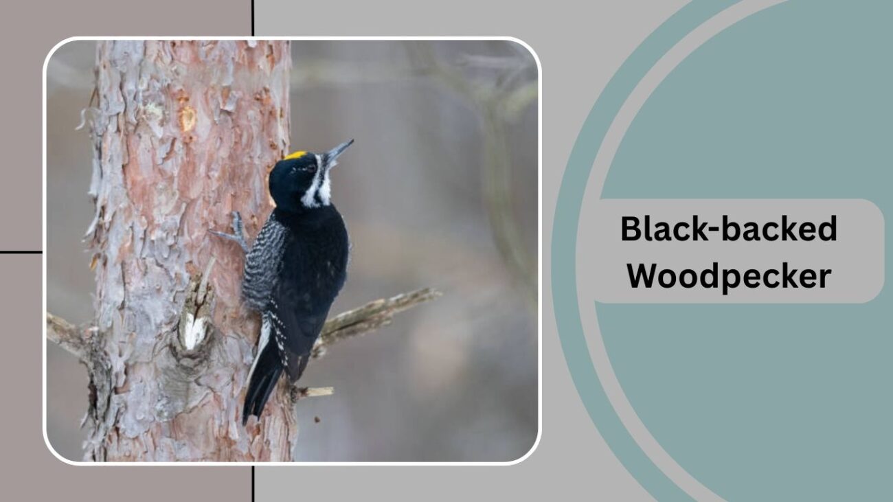 Black-backed Woodpecker