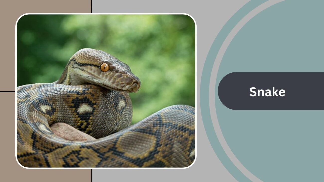 Snake (Python Example)