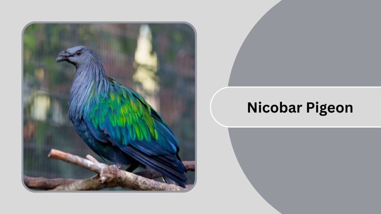Nicobar Pigeon