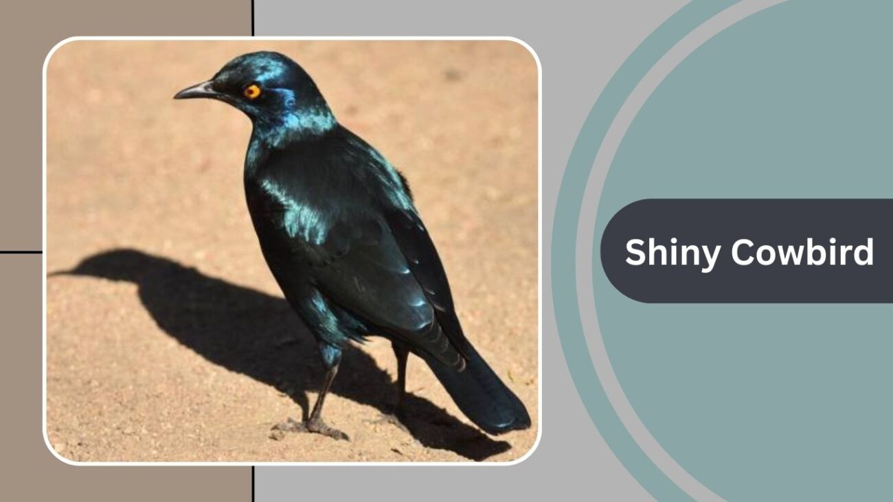 Shiny Cowbird