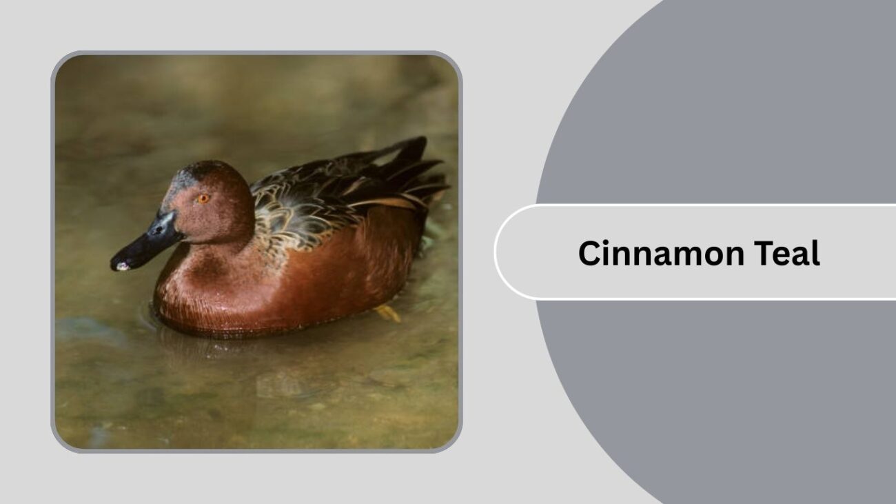 Cinnamon Teal