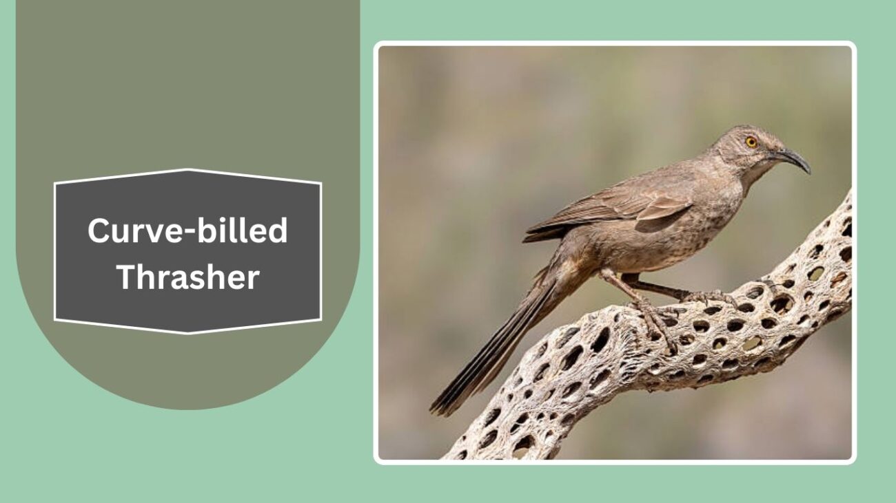 Curve-billed Thrasher