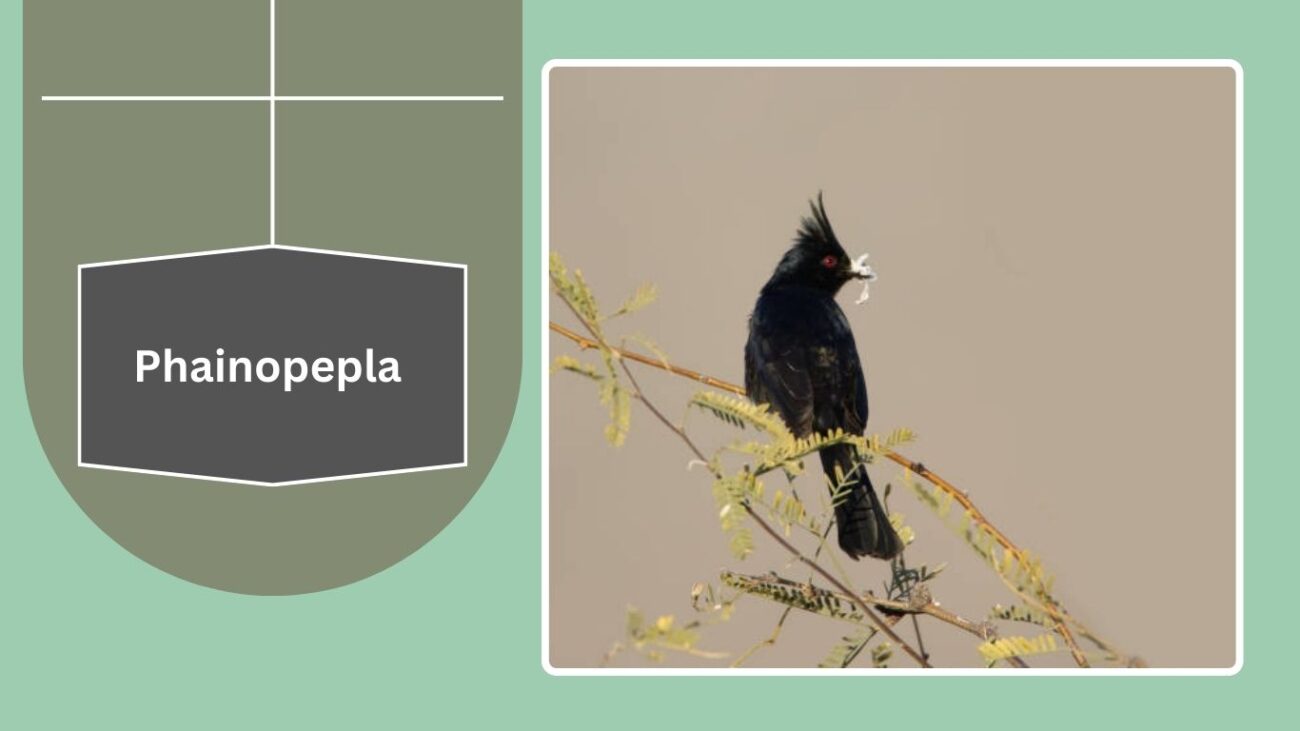 Phainopepla