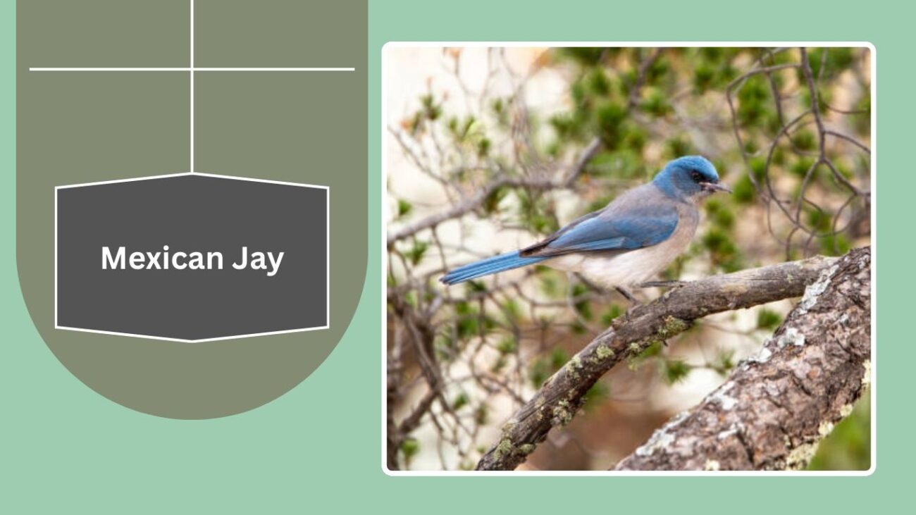 Mexican Jay