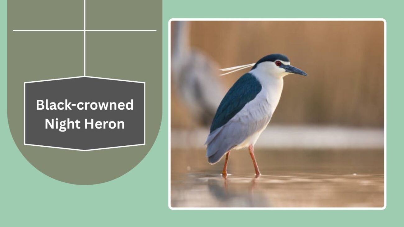 Black-crowned Night Heron