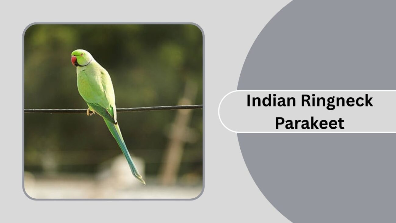  Indian Ringneck Parakeet