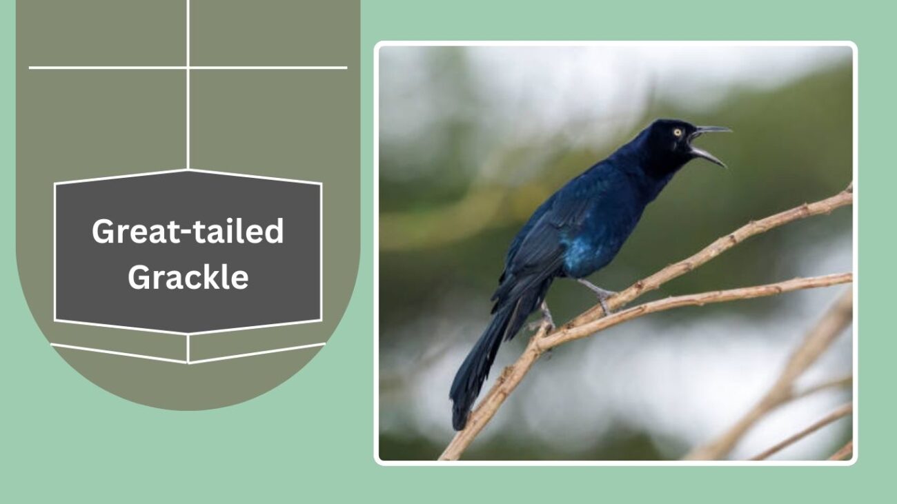Great-tailed Grackle