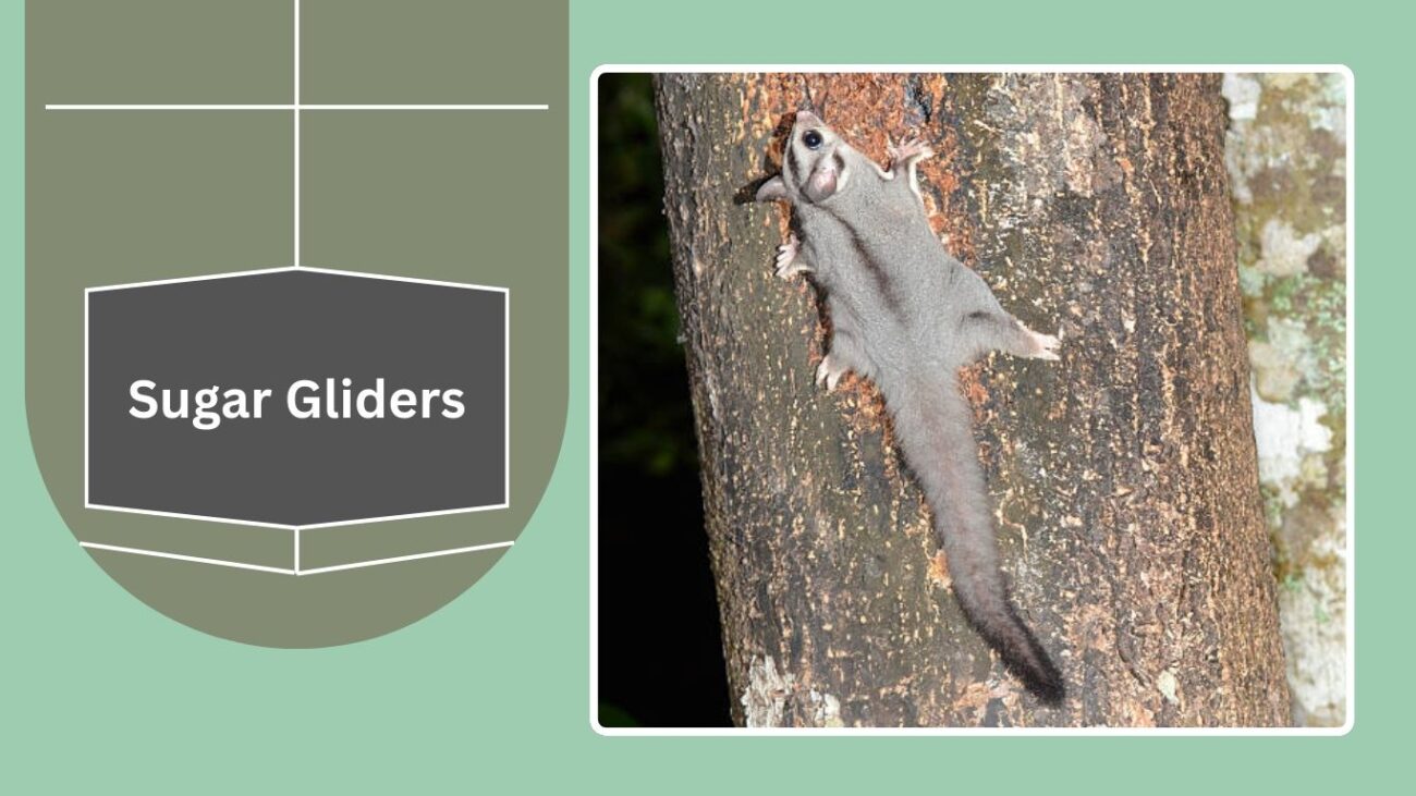 Sugar Gliders