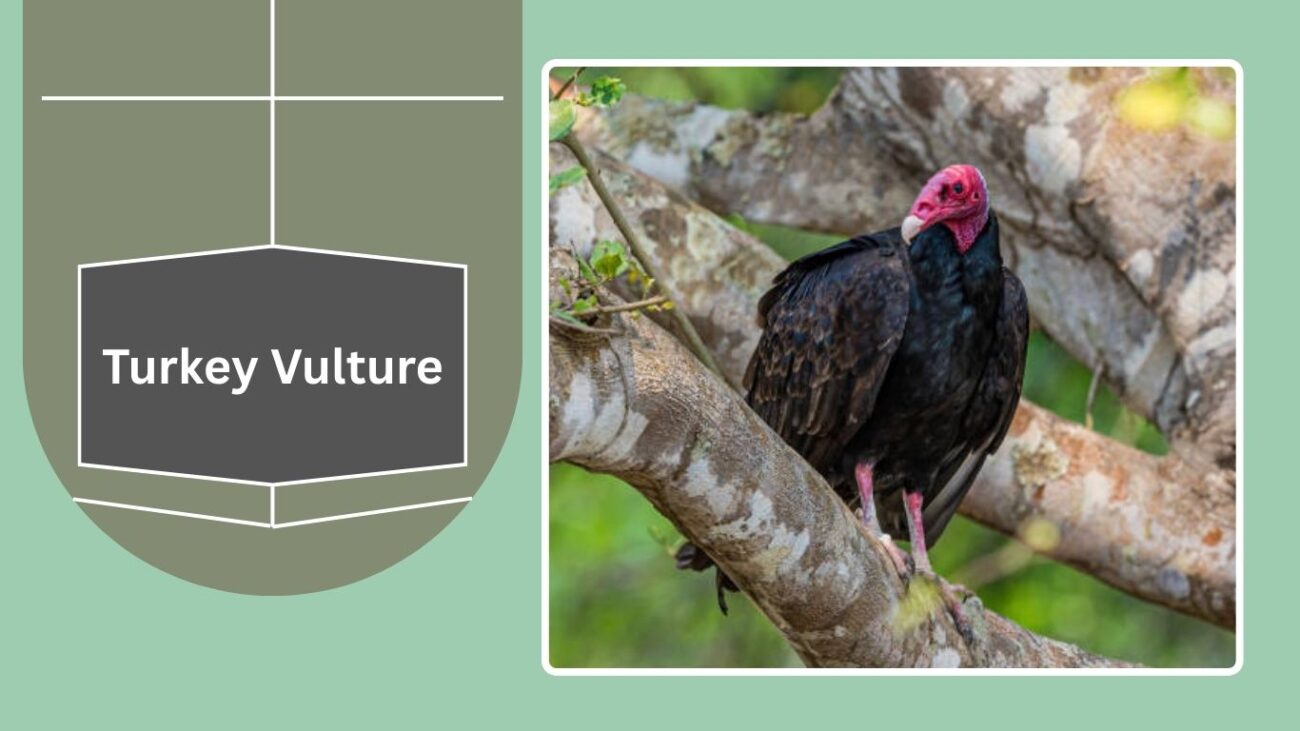 Turkey Vulture