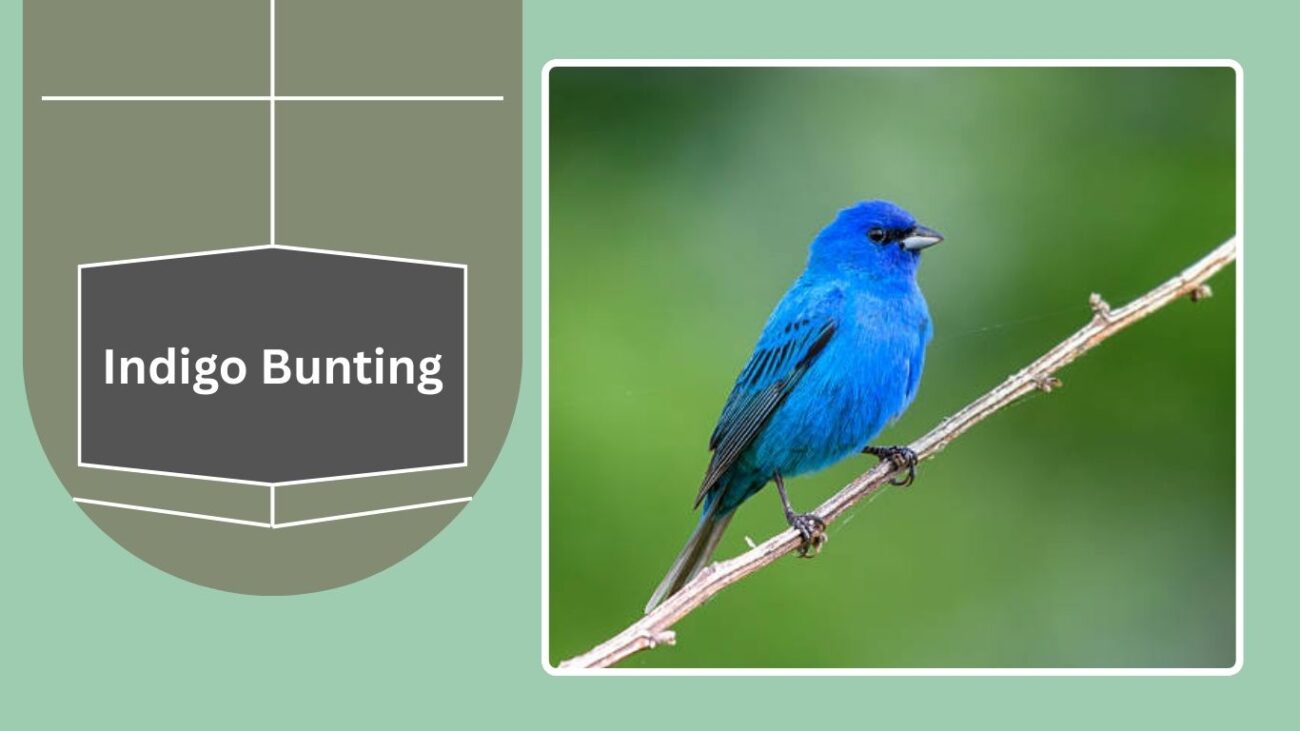 Indigo Bunting