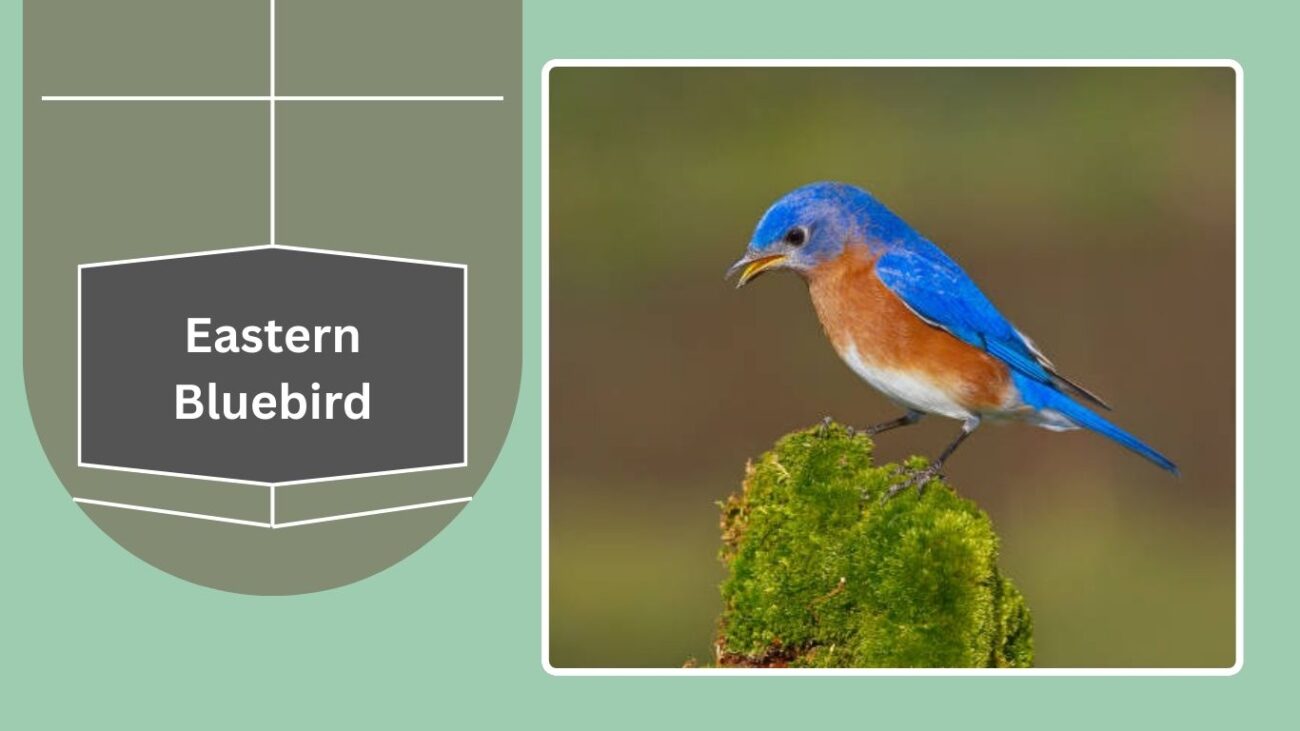 Eastern Bluebird