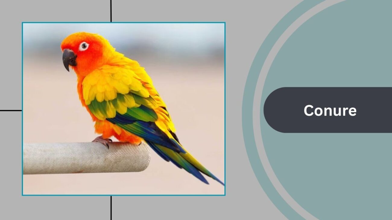 Conure