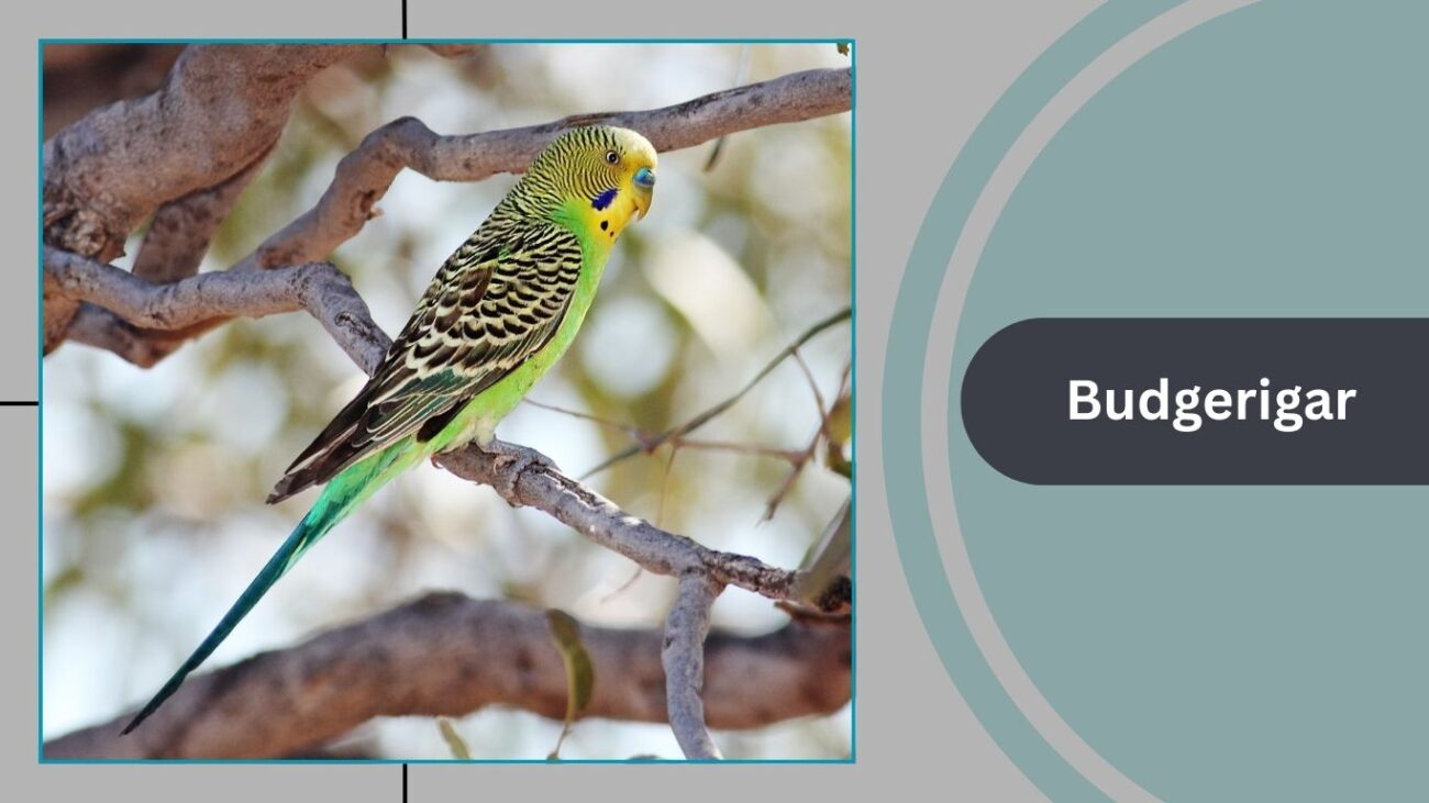 Budgerigar