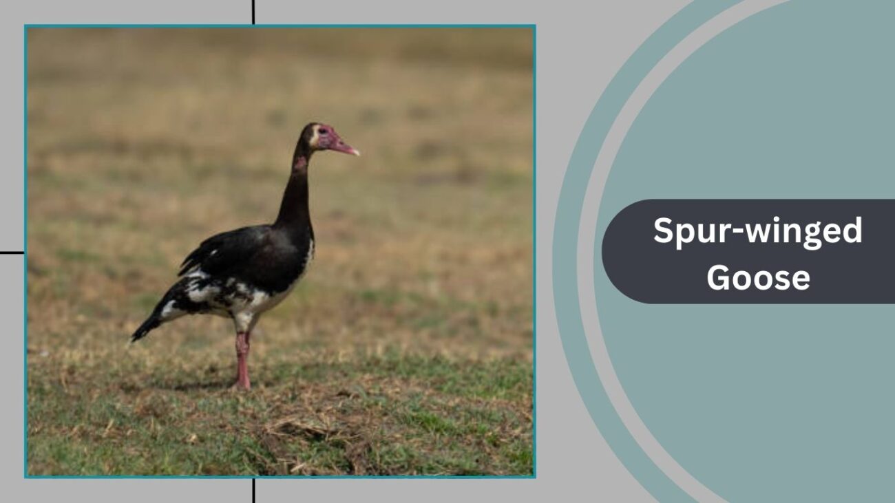 Spur-winged Goose