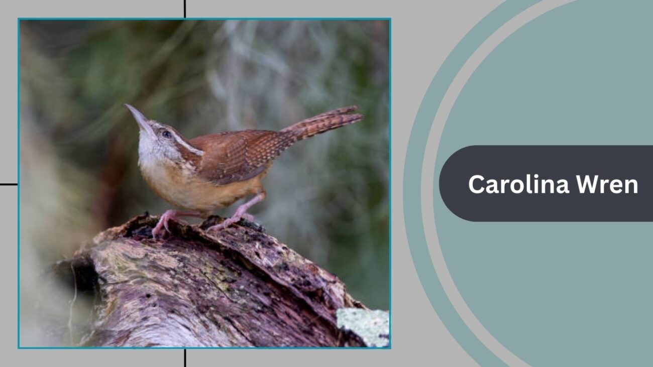 Carolina Wren