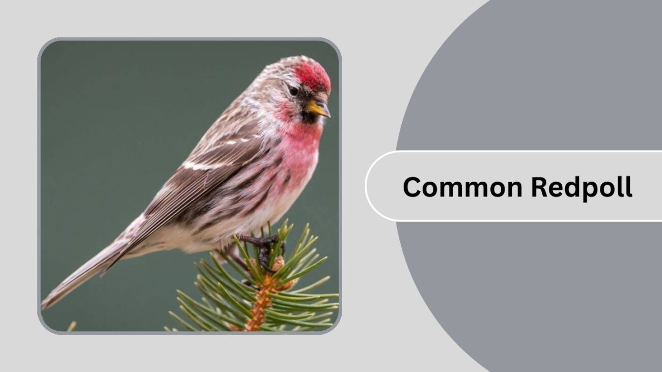 Common Redpoll