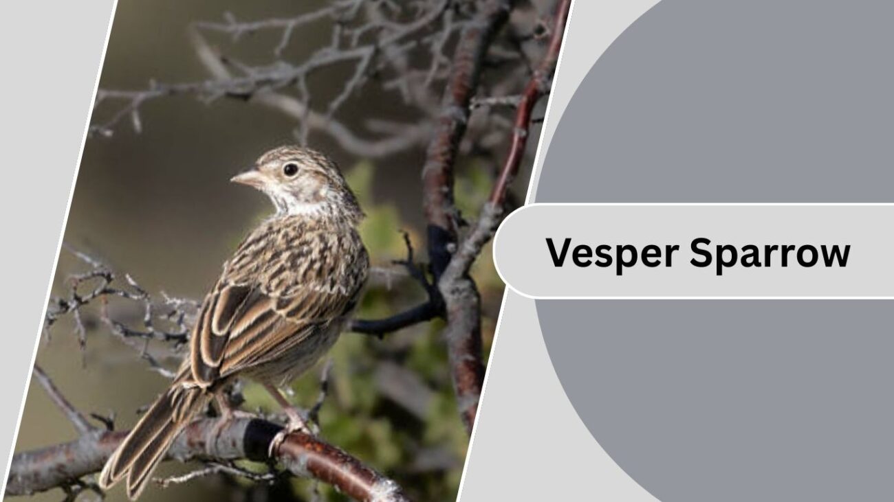  Vesper Sparrow