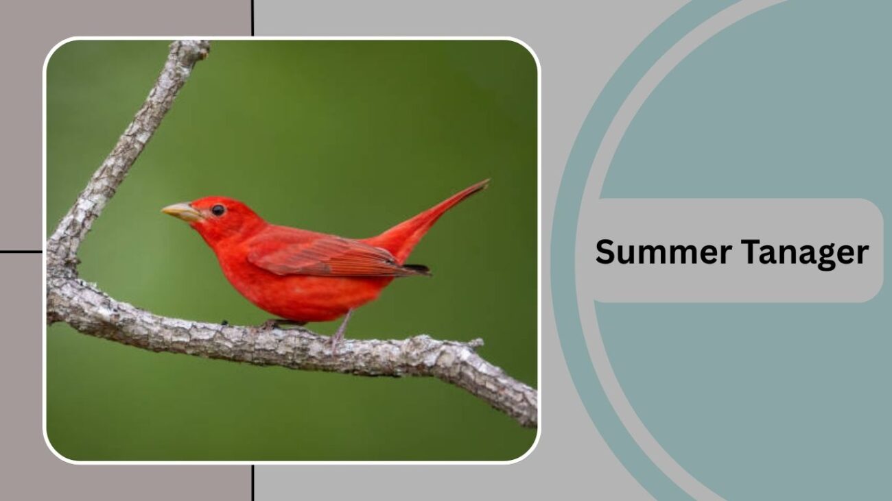 Summer Tanager