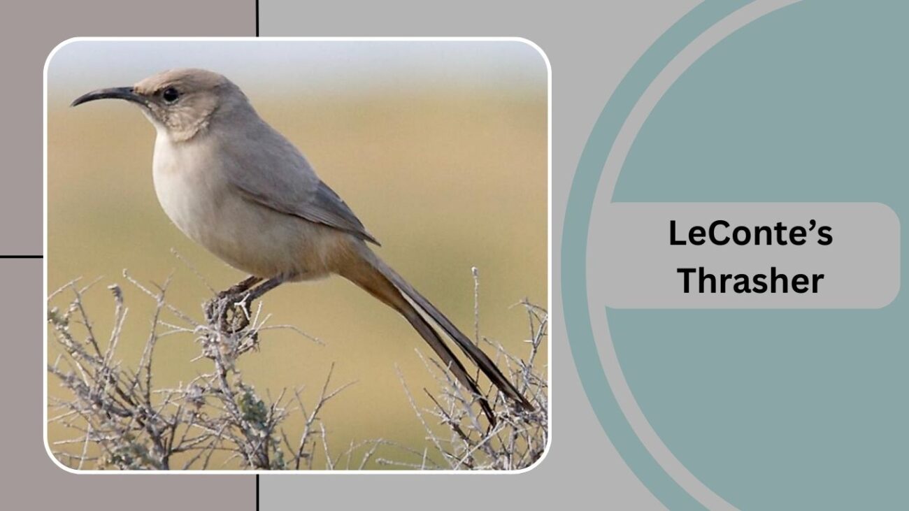 LeConte’s Thrasher