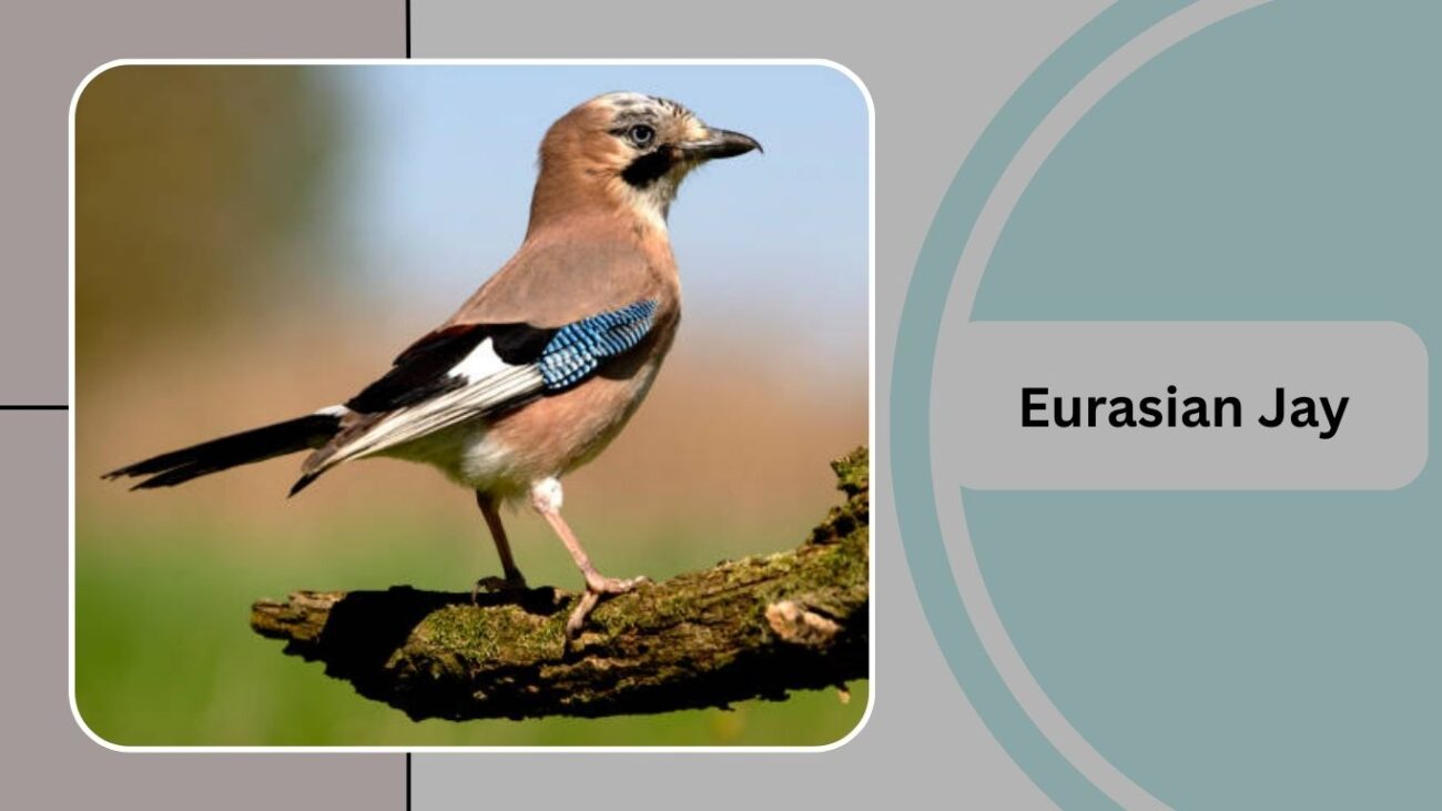 Eurasian Jay