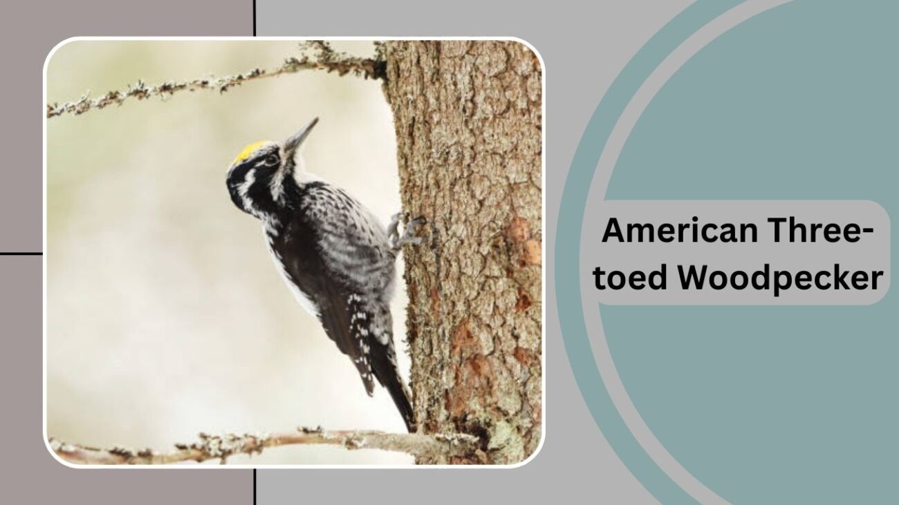 American Three-toed Woodpecker