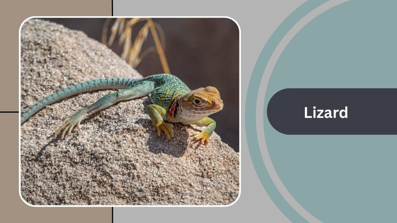 Lizard