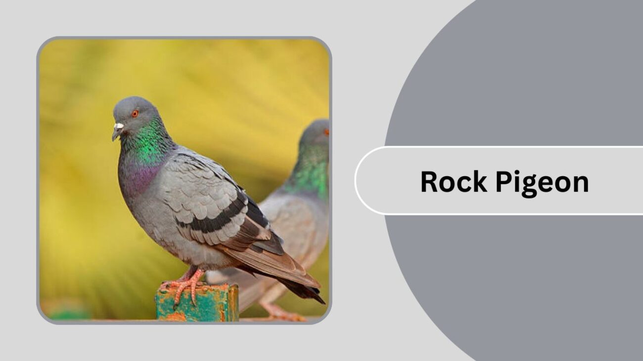 Rock Pigeon